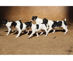 4 AKC registered Rat Terrier Puppies for Sale - 4