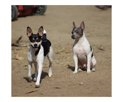 4 AKC registered Rat Terrier Puppies for Sale - 5