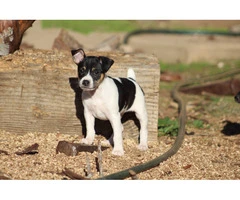4 AKC registered Rat Terrier Puppies for Sale - 6