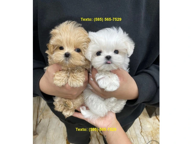 Miniature Maltipoo Puppies For Sale - 1/5