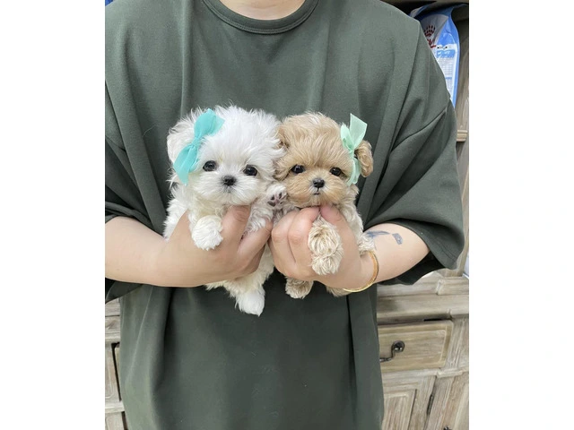Miniature Maltipoo Puppies For Sale - 2/5