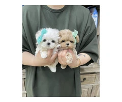 Miniature Maltipoo Puppies For Sale - 2