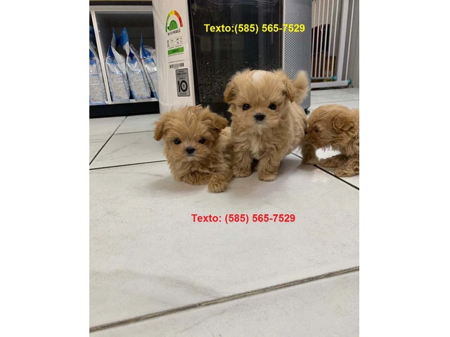 Miniature Maltipoo Puppies For Sale - 3/5