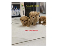 Miniature Maltipoo Puppies For Sale - 3