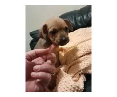 4 Chiweenie puppies available - 2