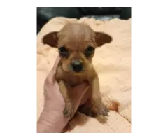 4 Chiweenie puppies available - 3