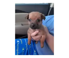 4 Chiweenie puppies available - 5