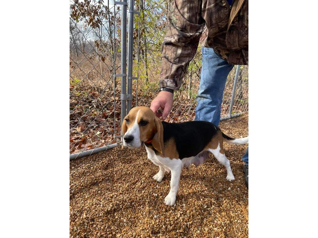 2 AKC Beagle Puppies for sale - 1/7