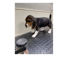 2 AKC Beagle Puppies for sale - 2