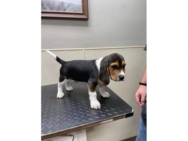 2 AKC Beagle Puppies for sale - 3/7