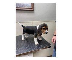 2 AKC Beagle Puppies for sale - 3