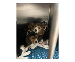 2 AKC Beagle Puppies for sale - 4