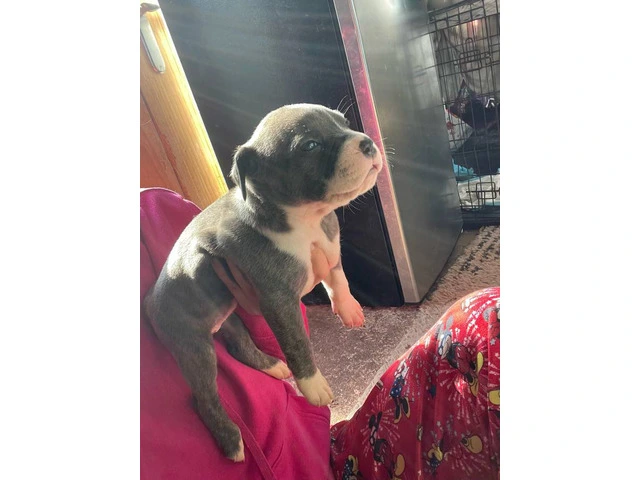 American Bully mixed breed puppies - 1/13