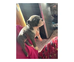 American Bully mixed breed puppies