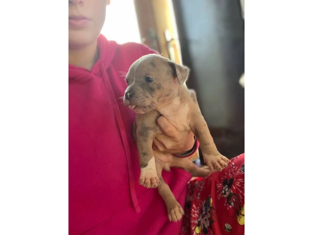 American Bully mixed breed puppies - 2/13