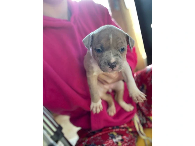 American Bully mixed breed puppies - 3/13