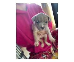 American Bully mixed breed puppies - 3
