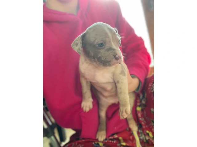 American Bully mixed breed puppies - 4/13