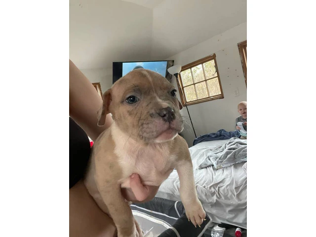American Bully mixed breed puppies - 5/13