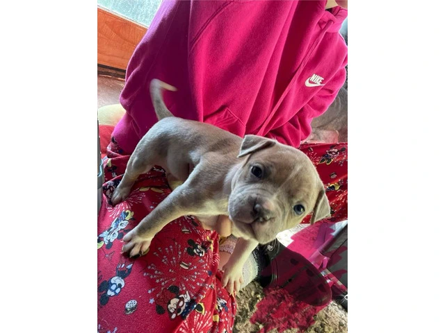 American Bully mixed breed puppies - 6/13