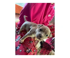 American Bully mixed breed puppies - 6