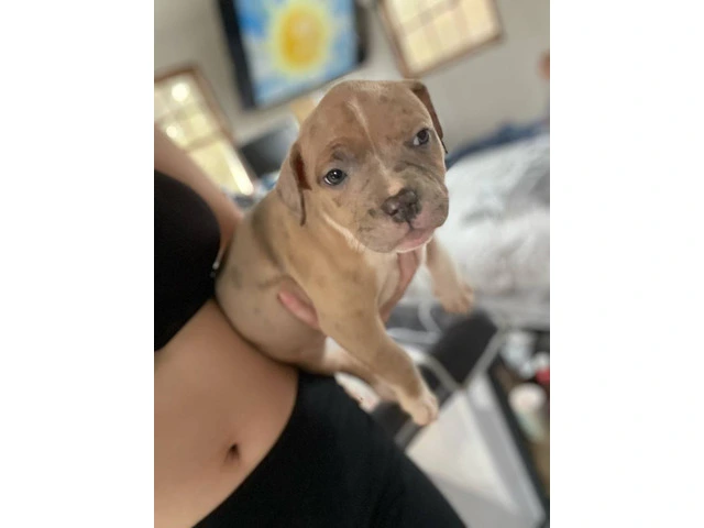 American Bully mixed breed puppies - 7/13