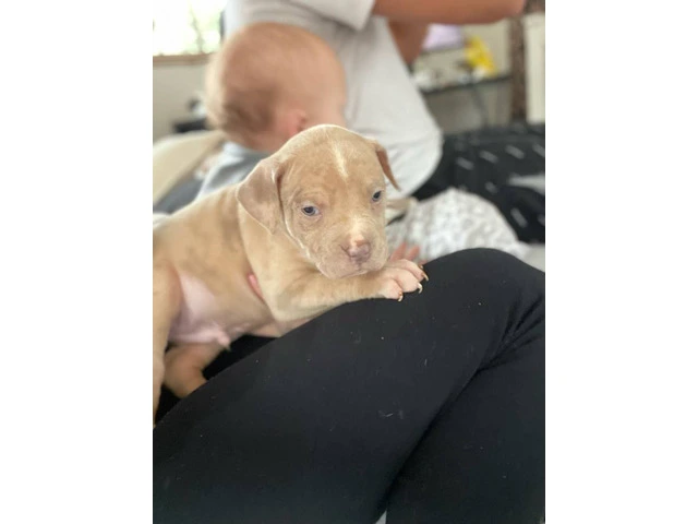 American Bully mixed breed puppies - 8/13