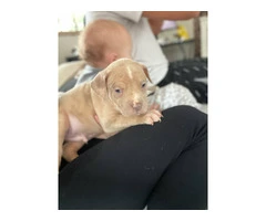American Bully mixed breed puppies - 8