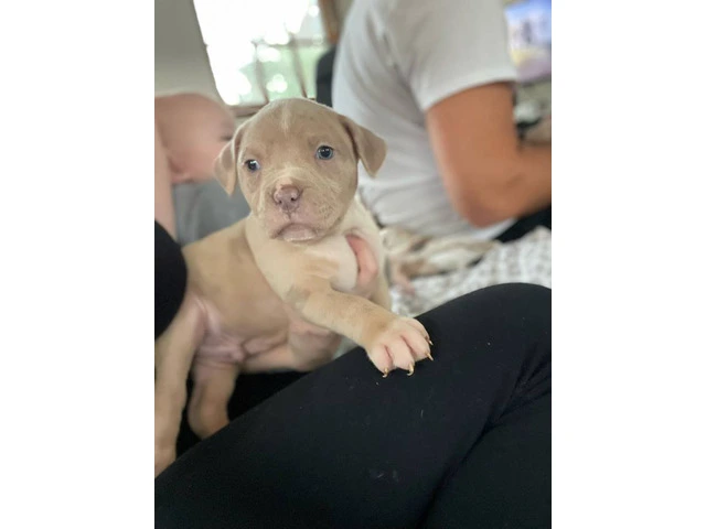 American Bully mixed breed puppies - 9/13