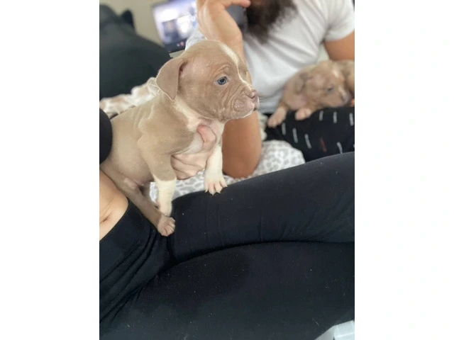 American Bully mixed breed puppies - 10/13