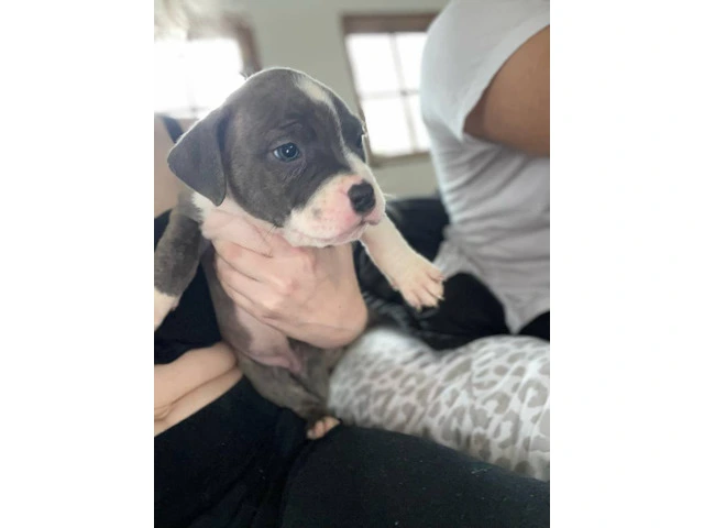 American Bully mixed breed puppies - 12/13
