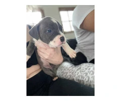 American Bully mixed breed puppies - 12