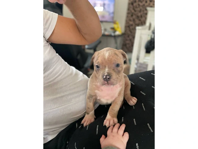 American Bully mixed breed puppies - 13/13