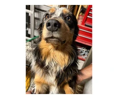 1 yr old Australian shepherd dog for adoption - 2