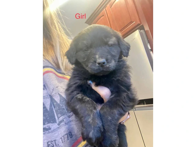 9 Aussiedor puppies available - 2/9