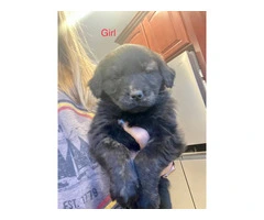 9 Aussiedor puppies available - 2