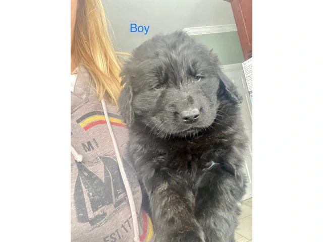 9 Aussiedor puppies available - 5/9