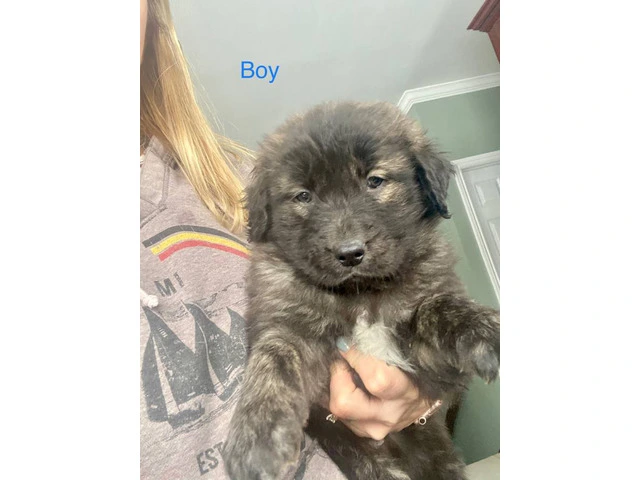 9 Aussiedor puppies available - 6/9