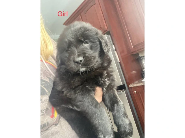 9 Aussiedor puppies available - 7/9