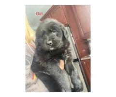 9 Aussiedor puppies available - 7