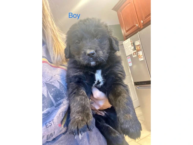 9 Aussiedor puppies available - 8/9