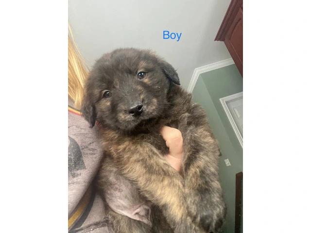 9 Aussiedor puppies available - 9/9