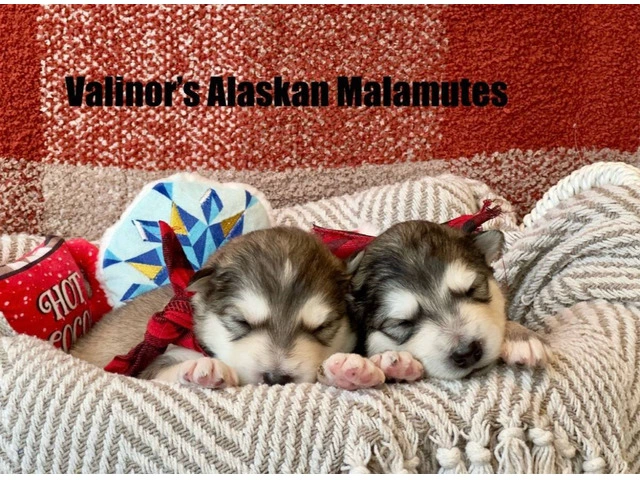 Buy or adopt Alaskan Malamute - 1/6
