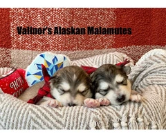 Buy or adopt Alaskan Malamute