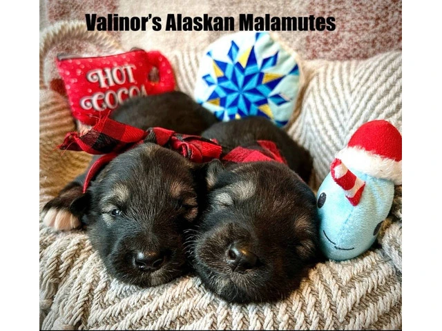 Buy or adopt Alaskan Malamute - 3/6