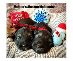 Buy or adopt Alaskan Malamute - 3