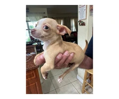 4 small apple head Chihuaha puppies - 14