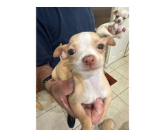 4 small apple head Chihuaha puppies - 15