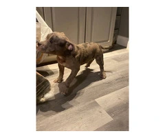 3 American micro bully puppies for sale - 2