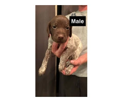 7 German short haired puppies for sale - 4